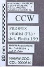 Etikett zu Melanotus philippinensis (Platia & Schimmel, 2001)